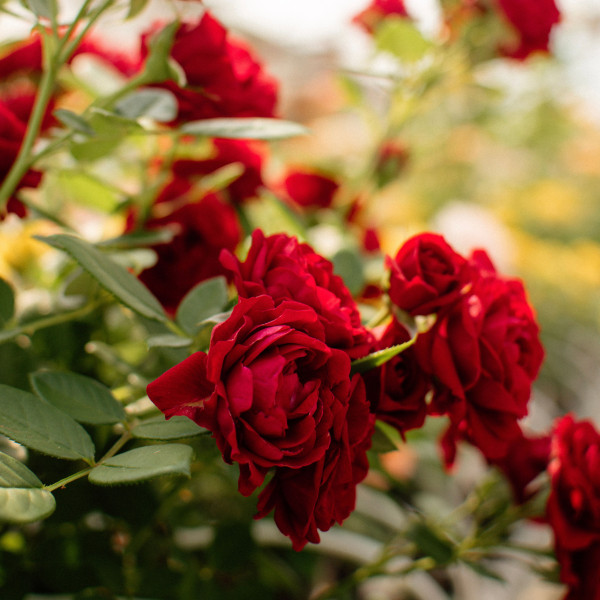 RUBY TERRAZZA® RUBY TERRAZZA®